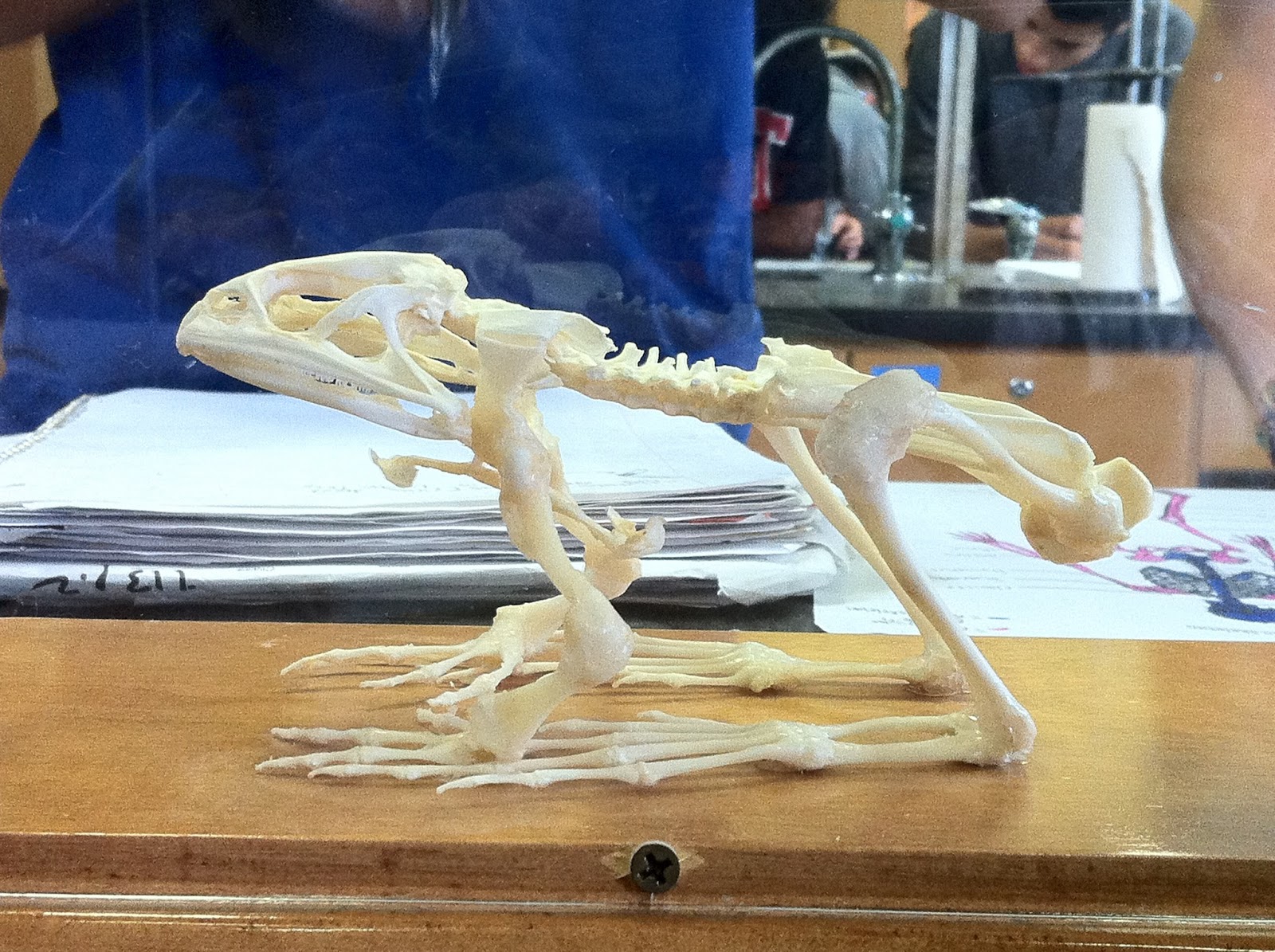 Comparative Anatomy